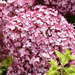 Саженец гортензии древовидной Свит Аннабель (Sweet Annabelle)