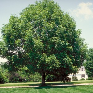 Саженец клёна Ясенелистного (от 150 см)