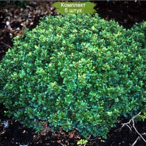 Саженцы барбариса неплодоносящего Кобольд (Kobold) -  комплект 5 шт.