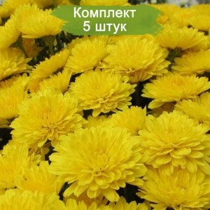 Саженцы желтой хризантемы мультифлоры Ранняя -  комплект 5 шт.