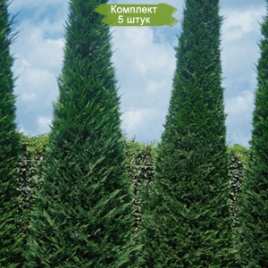 Саженцы кипарисовика Лейланда 100-150 см -  комплект 5 шт.