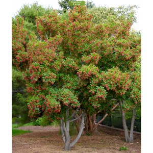 Саженцы клёна Татарского (от 150 см) -  комплект 5 шт.