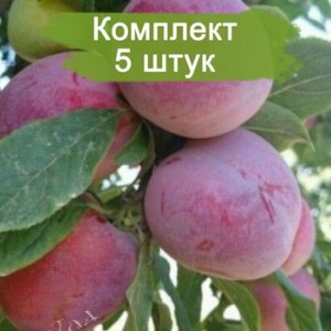 Саженцы ранней фиолетовой сливы Империал колоновидная -  комплект 5 шт.