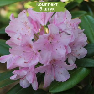 Саженцы рододендронаа Хельсинки Юниверсити (Helsinki University) (розовый ) -  комплект 5 шт.
