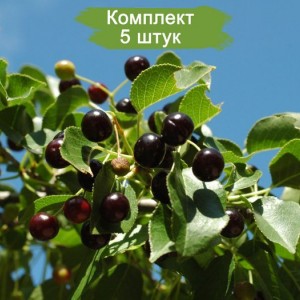 Саженцы вишни Магалебская Антипка -  комплект 5 шт.