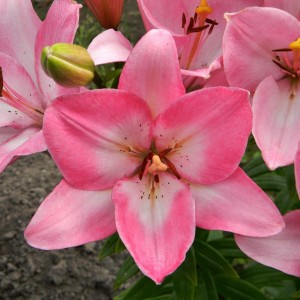 Луковица лилии Албуфейра ЛА-гибрид (Albufeira)