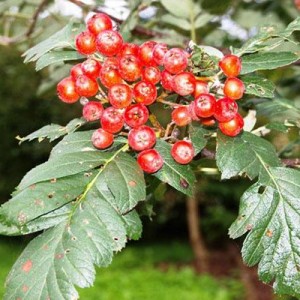 Саженец рябины поддуболистной