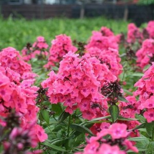 Саженец флокса метельчательного Виндзор (Windsor)