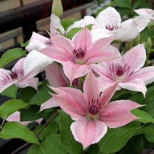 Саженец клематиса Пинк Фэнтези (Pink Fantasy)