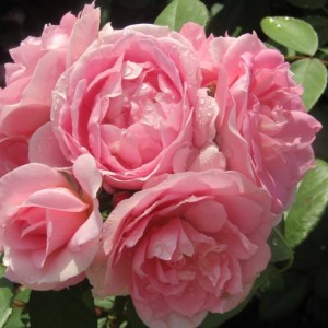 Саженец канадской розы Прейри Джой / Прайри Джой (Prairie Joy)