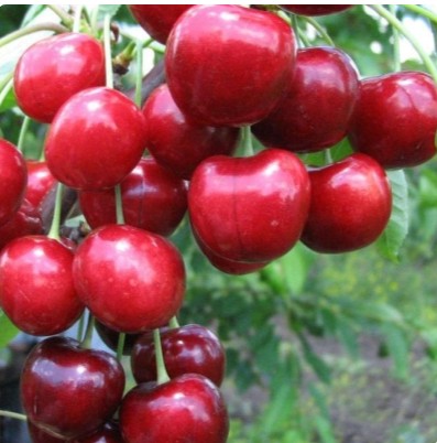 Черешня Аннушка