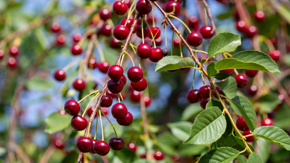 Вишня Тургеневка