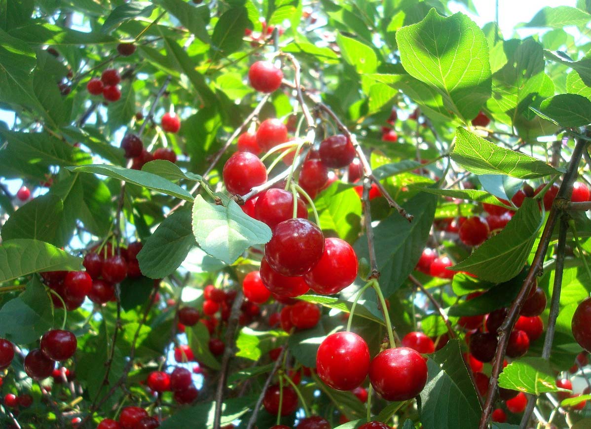 Вишня Волочаевка