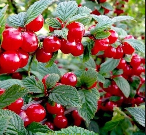 Вишня войлочная Осенняя вировская