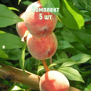 Комплект 5шт / Персик Ирганайский поздний