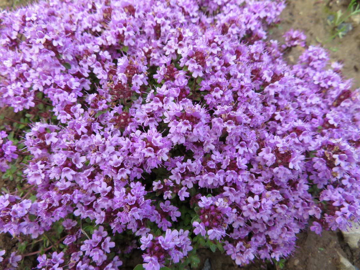 Тимьян ползучий (Thymus serpyllum \'Magiс Carpet\')