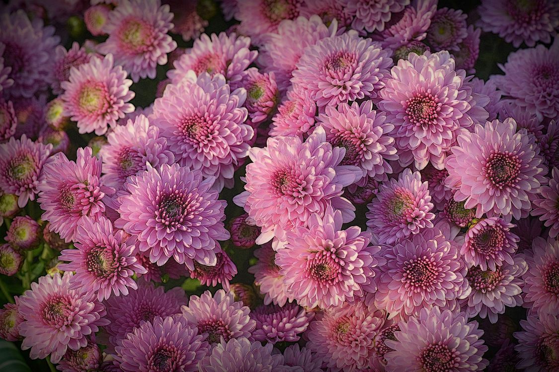 Хризантема мультифлора нежно розовая